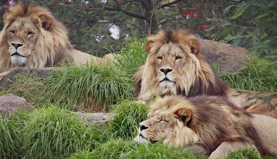 باغ وحش ملبورن